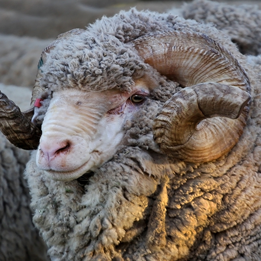 Facts About Wool