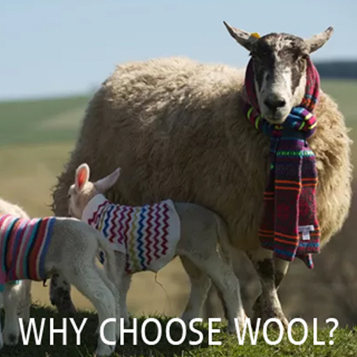 Why Choose Wool
